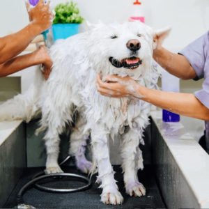 Best Pet Grooming Services in Jakarta | Flokq Blog