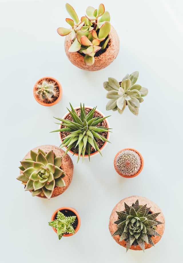 Cactus decorative plant