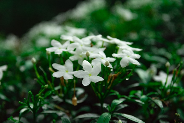 bunga putih melati