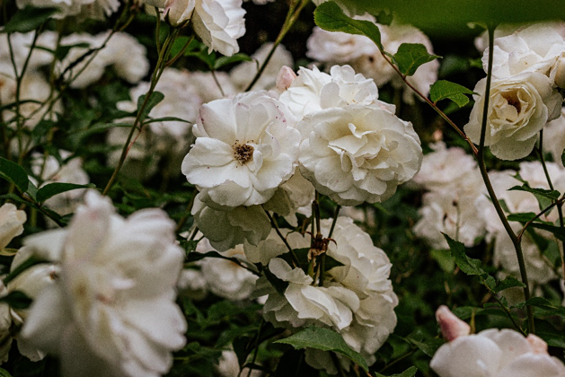 bunga putih mawar