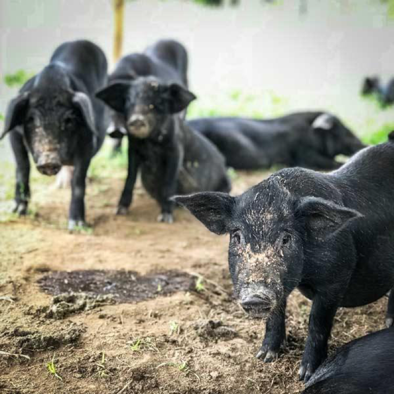 Bali Heritage Pigs 