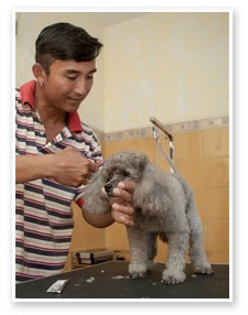 10 Pet Grooming in Bali For Your Lovely Pet | Flokq Blog