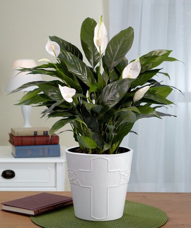 peace lily