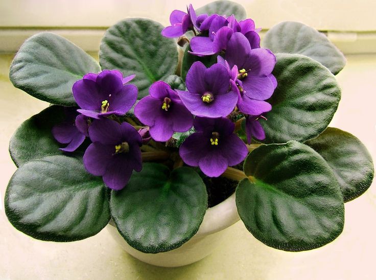 african violet tanaman hias kecil