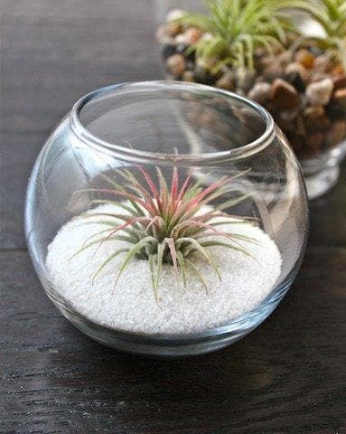 air plant