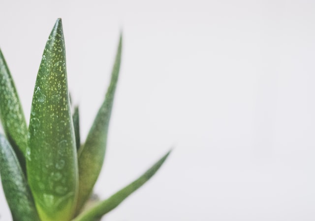 manfaat aloe vera