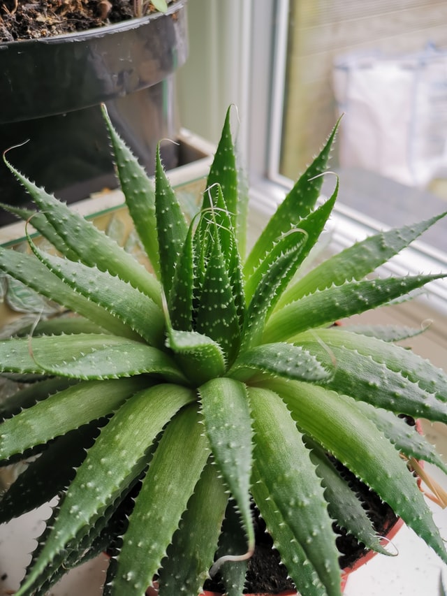 manfaat aloe vera